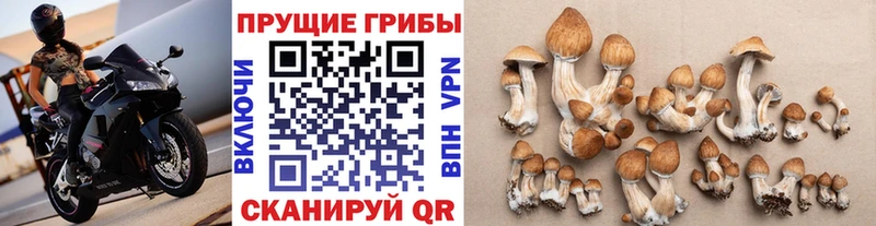Псилоцибиновые грибы GOLDEN TEACHER  Купить где  Слюдянка 